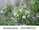 Small photo of Branches with white Myrtle flowers (Myrtus communis)