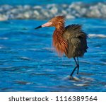 Beautiful Red Egret Shorebird...
