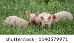 Pink Piglets In The Grass