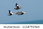 Small photo of Eider ducks somateria mollissima male and female flying above the sea in Holland