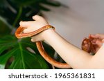 Snake in Arms of child. Unrecognizable Girl and her Exotic Pet Corn Snake. Concept of exploring the world and exploring wildlife