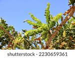 Small photo of Detail of frankincense tree (Boswellia sacra) in Oman