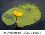 Lilypad whiteface (Leucorrhinia caudalis) dragonfly perched on green leaf of yellow water-lily on water surface