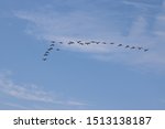 Multiple Canadian Geese Flying...