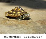 Small photo of A juvenile Yellow blotched Map turtle "Graptemys flavimaculata", a species endemic to the Pascagoula River drainage in Mississippi