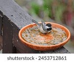 Black-capped Chickadee in a Bird Bath