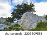 Small photo of Pine tree overtop huge rock at Komovi mountain range. Low angle view