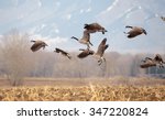 Geese Starting In Flight From A ...