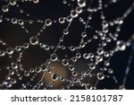 Small photo of Beautiful dark background with necklace of water droplets on cobweb.Spiderweb net texture with morning rain dew close-up.Rain drops on spider web in nature.Macro pattern in contrast focus