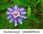 Passionflower Passiflora...