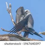 Small photo of Mating pair of Mississippi kite birds - Ictinia mississippiensis - having coitus in a pine tree - male wrapping wings around female both red eyes glowing - grey and white feathers blue sky