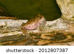 Male Pinewoods Tree Frog  ...