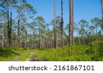 Small photo of Rugged path passing through remote longleaf pine habitat with saw palmetto regrowth in North Florida