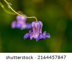 Small photo of Clematis crispa, commonly called swamp leather flower, curly clematis or blue jasmine, is a semi-woody twining vine that is native to floodplain forests, marshes and swamps of southeast United States