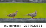 Male And Female Mourning Dove   ...