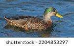 Small photo of Mallard x Mottled Duck hybrid Anas platyrhynchos x fulvigula drake male swimming in lake or pond, iridescent green great feather detail on head