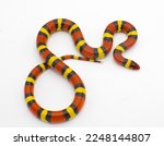 Wild scarlet kingsnake or scarlet milk snake - Lampropeltis elapsoides - Isolated on white background view from above dorsal angle. Red and black, friend of Jack is the rhyme that shows it is harmless