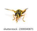 Small photo of flower, hover, Syrphid or drone fly - Carolinian Elegant - Meromacrus acutus - bright yellow and black colors with stripes that mimic a bee or wasp isolated on white background, front face view