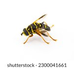 Small photo of flower, hover, Syrphid or drone fly - Carolinian Elegant - Meromacrus acutus - bright yellow and black colors with stripes that mimic a bee or wasp isolated on white background, side view