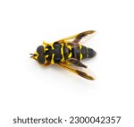 Small photo of flower, hover, Syrphid or drone fly - Carolinian Elegant - Meromacrus acutus - bright yellow and black colors with stripes that mimic a bee or wasp isolated on white background, top dorsal view