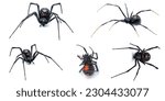 Small photo of Latrodectus mactans - southern black widow or the shoe button spider, is a venomous species of spider in the genus Latrodectus. Florida native. Young female isolated on white background five views