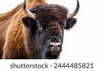 Wild american bison or buffalo  ...