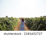 A tourist woman walks in a vineyard. Guided tour of the grape plantation.