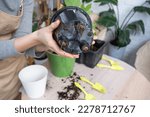 Small photo of The earthen lump of a home potted plant is entwined with roots, the plant has outgrown the pot. The need for a plant replant. Transplanting and caring for a home plant, rhizome, root rot