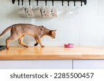 Small photo of Cute ginger abyssinian cat go to eating meal from pink bowl with food on wooden kitchen table. Concept purebred kitten ration domestic in the morning, advertising