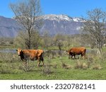 Lika cattle - Breed of Lika Busa on fertile pastures at the foot of Velebit, Croatia (Primitivna pasmina goveda buša - Ličko govedo - Pasmina ličke buše na plodnim pašnjacima podno Velebita - Hrvatska