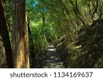 Small photo of A narrow, white hillside path runs through the midst of tall and snaggled forest trees breaking from sloped ground.
