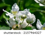 Rubus Pensilvanicus  Known...