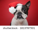 Portrait of a Boston Terrier dog in a new year's red Santa Claus hat on a red background in the Studio.  Creative. The concept of Christmas and holidays.