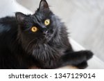 Beautiful Elegant Black Cat...