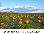 Pumpkin Field In A Country Side ...