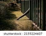 Small photo of The elephant extends his trunk through the zoo metal fence. Concept photo of freedom willingness