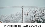 Local electric pole covered with ice and snow. Concept of electricty and blackouts problem during winter snowstroms in rural areas.
