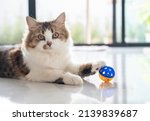 Small photo of Cute crossbreed Persian cat playing with a ball. A mixed breed cat is a cross between cats of two different breeds or a purebred cat and a domestic cat.