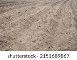 Small photo of Rows of cutting Cassava stem planting in agriculture field. To plant cassava, push into the soil the end of the piece of stem that was nearer to the ground.