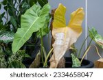 Small photo of Philodendron Paraiso Verde with sunburn damaged. Plant sunburn (also known as leaf sunscald or scorch) occurs when a plant is abruptly exposed to a brightly-lit area.