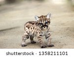 The Little Puma Kitten Is...