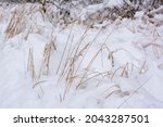 Nature in winter. Dry grass in snow drifts. Snow drift and dry grass in winter forest at snowfall