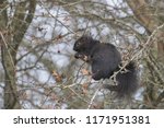 Black Squirrel Eating In Bare...