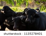 Family Of Buffaloes Under A...
