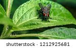 Small photo of Detail Closeup of common Housefly, scientifically known as Musca Domestica sitting on fresh green leaf of great texture and eating germs with its proboscis. Visible leaf trichomes as defense mechanism