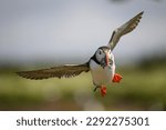 An arctic puffin flying back to ...