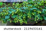 Small photo of Close up full frame background pattern of fresh green hops, ingredient for beer or herbal medicine. Agriculture Background; crop of fresh ripe hop. The hop plant Humulus lupulus.