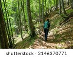 Woman On A Hiking Trail In The...