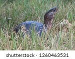 Profile Of An Eastern Box Turtle