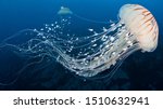 White Jellyfish dansing in the dark blue ocean water. 